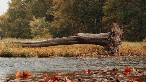 有关倒下的树, 天性, 户外的免费素材视频