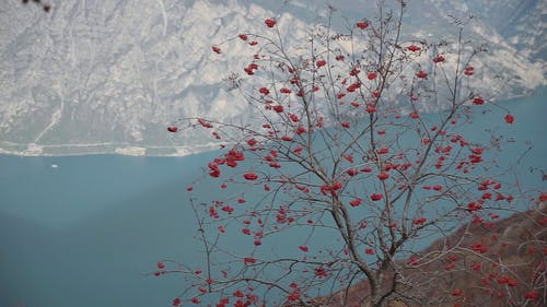 有关下雪的, 下雪的天气, 冷冻的免费素材视频