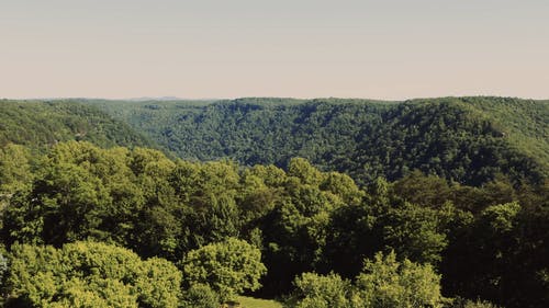 有关天性, 户外, 树木的免费素材视频