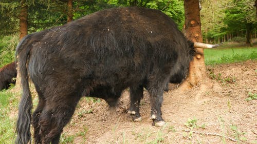 有关公牛, 天性, 後视图的免费素材视频