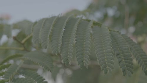 有关天性, 户外, 浅焦点的免费素材视频