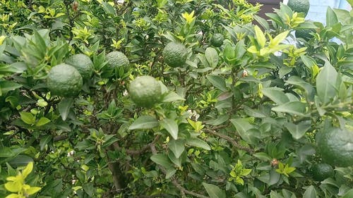 有关圆形, 户外, 柑橘类水果的免费素材视频