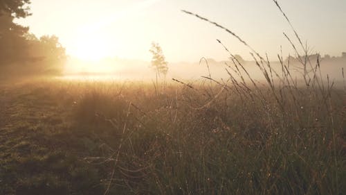 有关光, 天性, 户外的免费素材视频