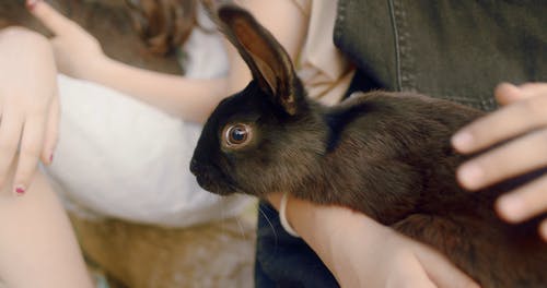 有关兔子, 可爱, 可爱的的免费素材视频