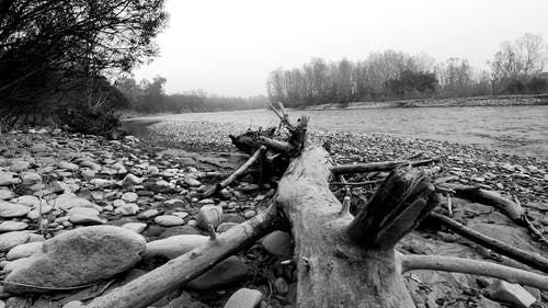 有关4k, 三维, 分支机构的免费素材视频