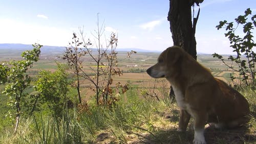 有关天性, 山顶风光, 德国牧羊犬的免费素材视频