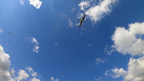 有关birds_flying, 从下面, 低角度拍摄的免费素材视频