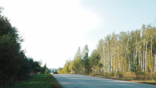 有关低角度拍摄, 户外, 森林的免费素材视频