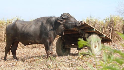 有关动物, 天性, 户外的免费素材视频