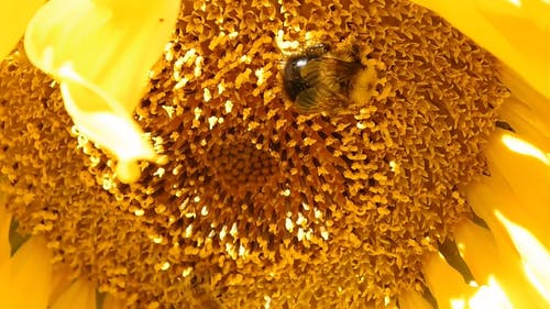 有关天性, 宏观, 专注的免费素材视频