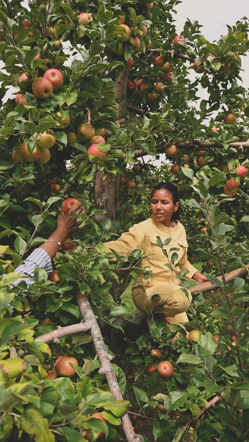 妇女从苹果树上采摘成熟的苹果 · 免费素材视频