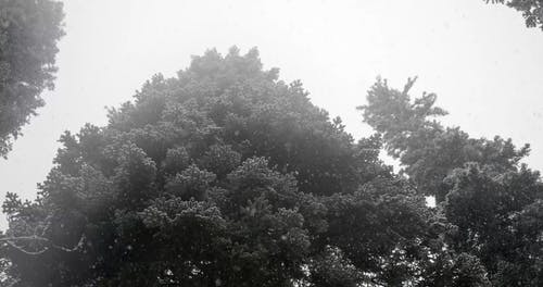 有关下雪, 下雪的, 低角度拍摄的免费素材视频