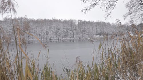 有关冬季, 冷, 冻结的的免费素材视频