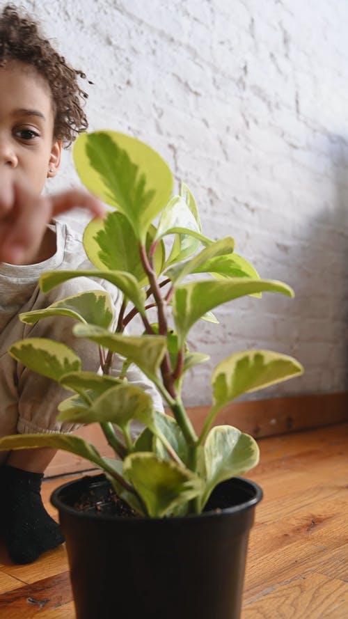 有关儿童, 垂直视频, 室内植物的免费素材视频