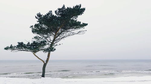 有关下雪的, 下雪的天气, 冬季的免费素材视频