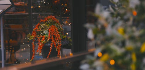 有关室内, 景观植物, 灯光的免费素材视频