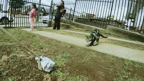 有关停放的汽车, 捕捉, 播放的免费素材视频