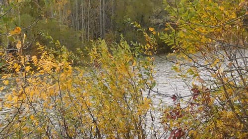 有关在河边的自然, 多风, 天性的免费素材视频