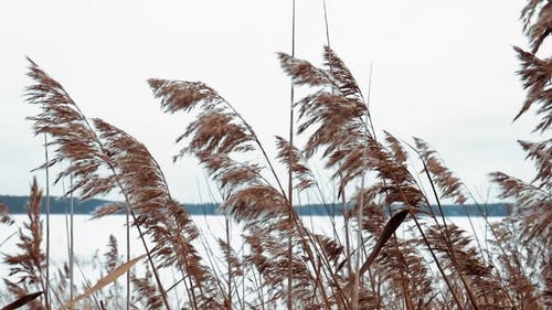 有关多风, 天性, 户外的免费素材视频
