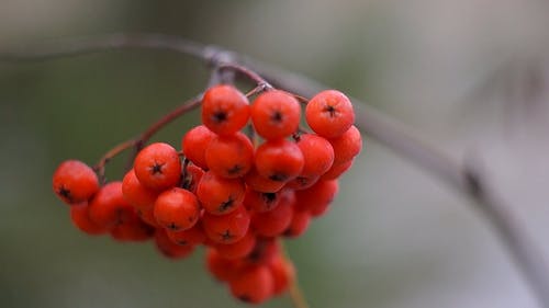 有关@户外, 一串, 分公司的免费素材视频