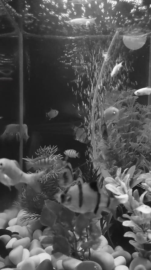 有关单色, 垂直视频, 水族馆的免费素材视频