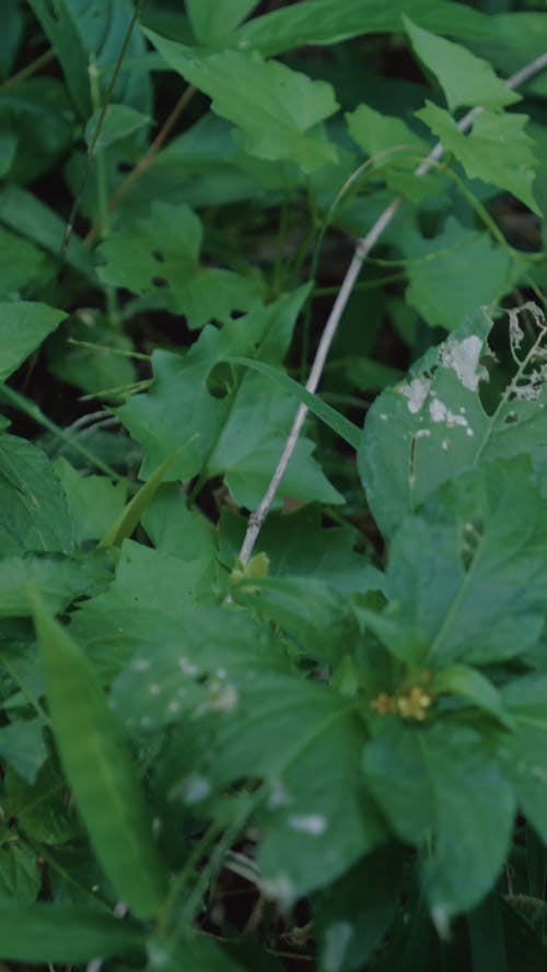 有关垂直视频, 天性, 工厂的免费素材视频