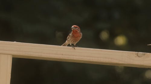 有关动物, 天性, 户外的免费素材视频