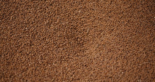 有关俯视图, 咖啡豆, 工厂的免费素材视频