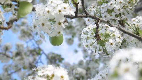 有关充满活力, 光, 分公司的免费素材视频