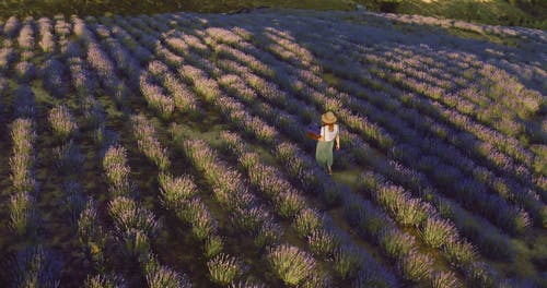 有关休闲, 天性, 女人的免费素材视频