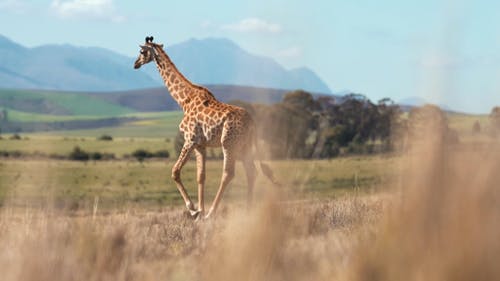 有关动物爱好者, 南非, 和平的的免费素材视频