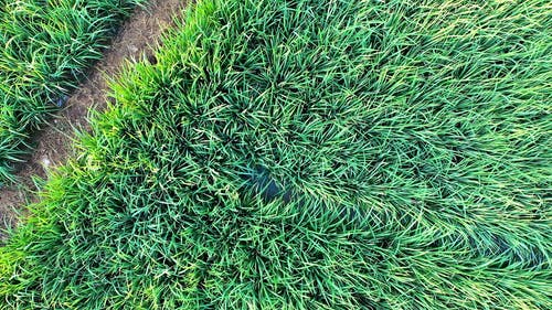 有关下田, 从上面, 户外的免费素材视频