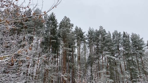 有关下雪的天气, 冬季, 冰的免费素材视频