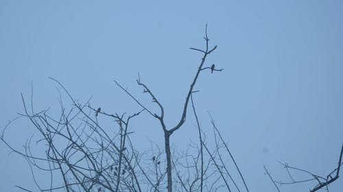 有关分支机构, 天空, 孟加拉国的免费素材视频