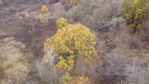 有关下落, 树木, 秋天的免费素材视频