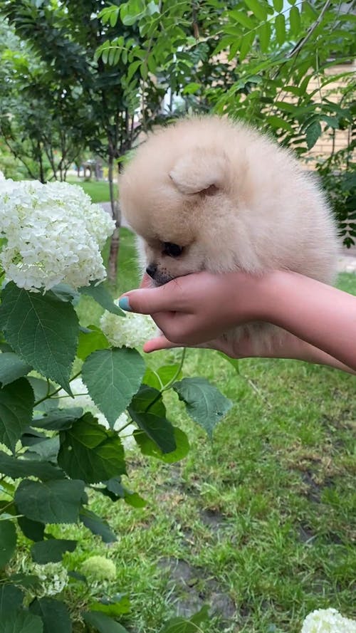 有关伴侣, 动物, 可爱的免费素材视频