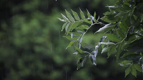 有关下雨, 天性, 天气的免费素材视频