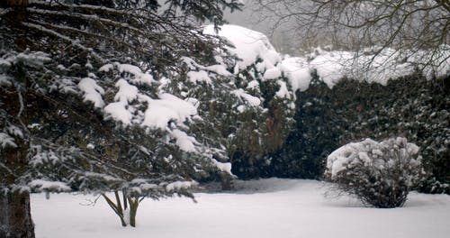 有关下雪, 下雪的, 冬季的免费素材视频