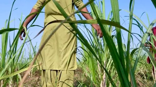 有关下田, 低角度拍摄, 农业用地的免费素材视频