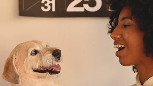 有关宠物爱好者, 宠物, 播放的免费素材视频