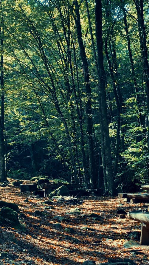 有关和平的, 垂直视频, 天性的免费素材视频