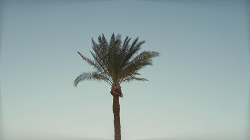 有关天空背景, 户外, 棕榈树的免费素材视频