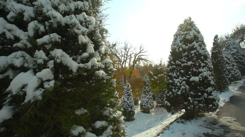 有关冬季, 大雪覆盖, 天性的免费素材视频