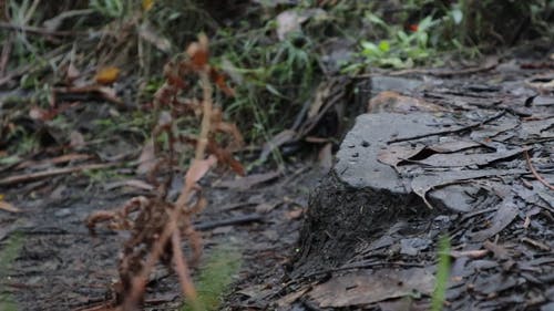 有关低角度拍摄, 地面, 户外的免费素材视频