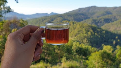 有关一杯茶, 乌龙茶, 健康的免费素材视频