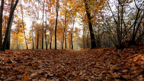 有关天性, 棕色的叶子, 森林的免费素材视频