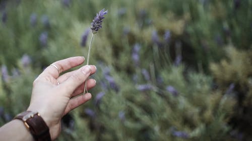有关手, 握住, 盛开的薰衣草的免费素材视频