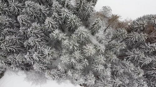 有关下雪, 下雪的, 下雪的天气的免费素材视频