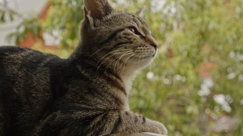 有关休息, 动物, 可爱的免费素材视频