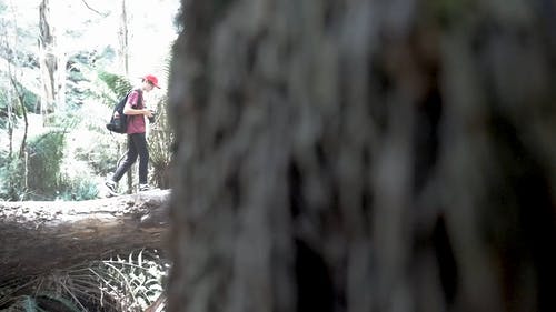 有关天性, 户外, 拍照片的免费素材视频